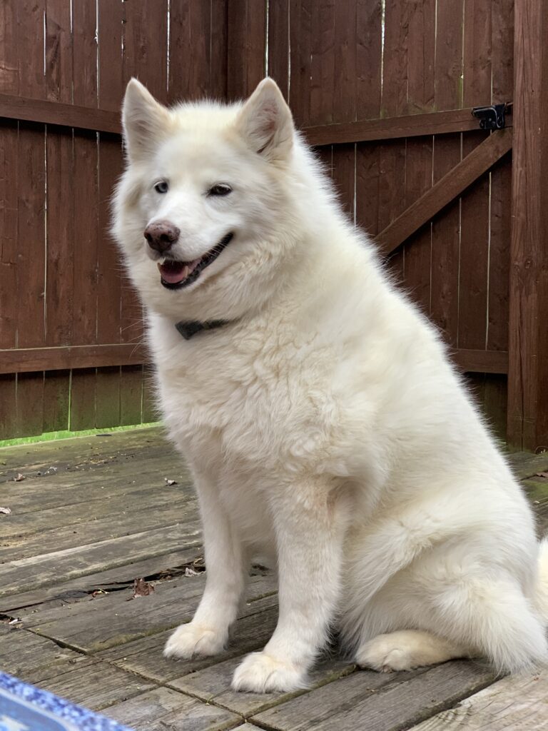 dog